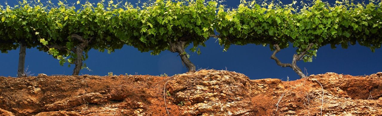 Discovering the Wine Regions of Australia – Coonawarra