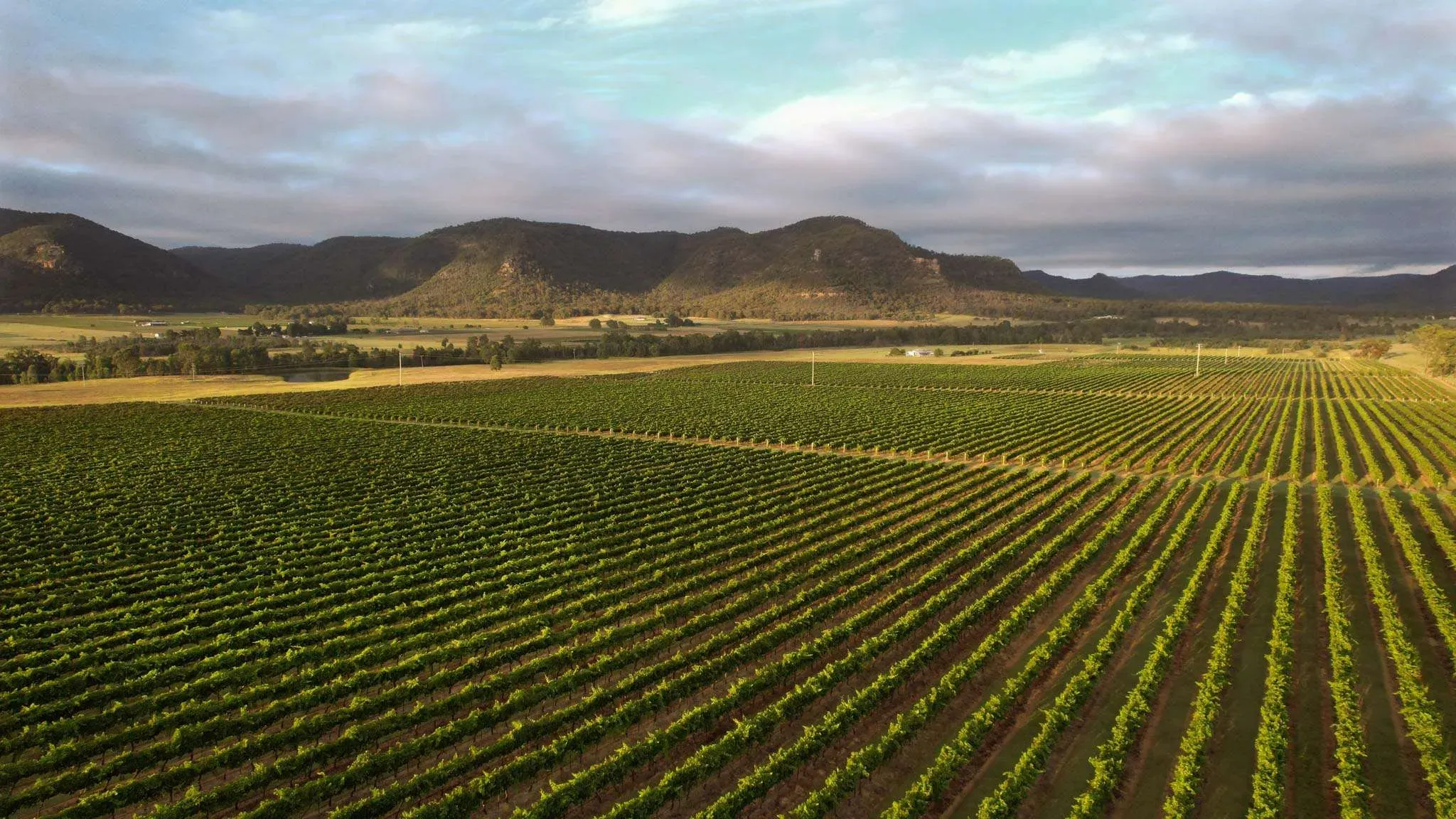 wildflower-magainze-Vintage-2022-Hunter-Valley-Photo-by-Elfes-Images-Copyright-credit-Hunter-Valley-Wine-Tourism-Association-II.webp