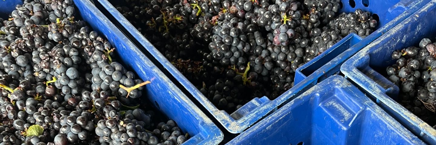 Northern Hemisphere Harvest 2025