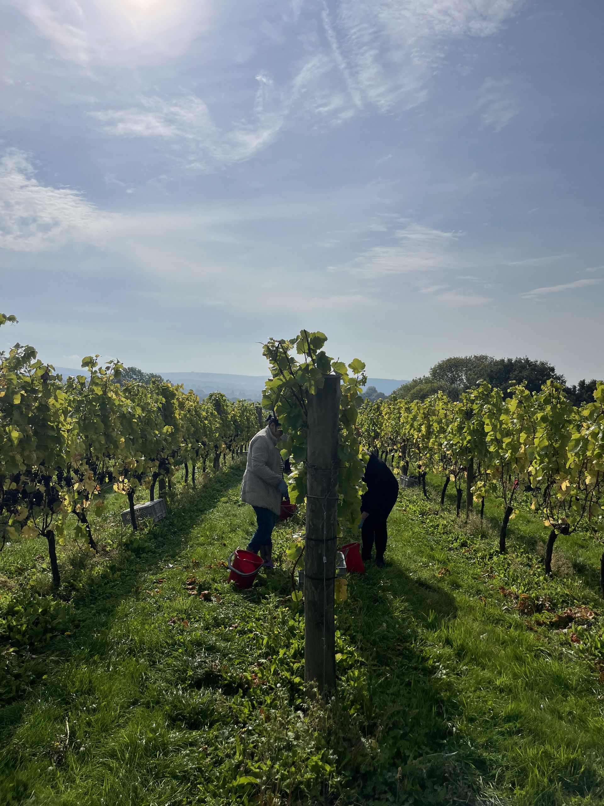 Harvest 1 (003).jpg