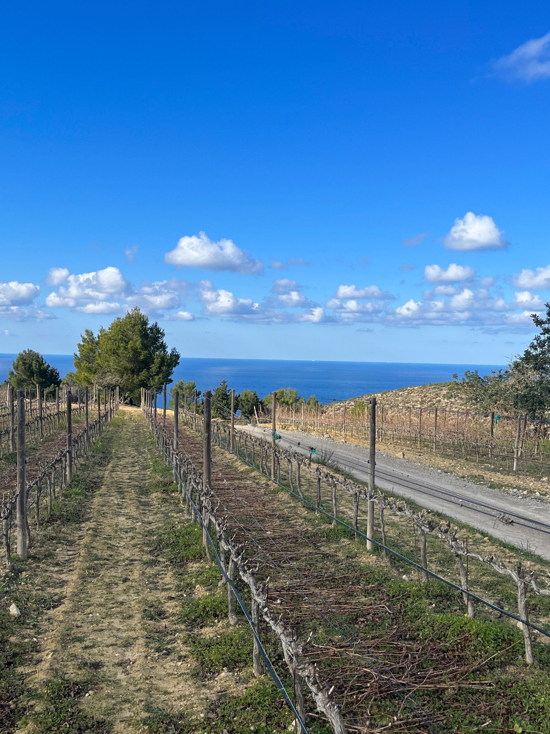 Academie du Vin Library  Party on Ibiza wines are rocking again.jpg