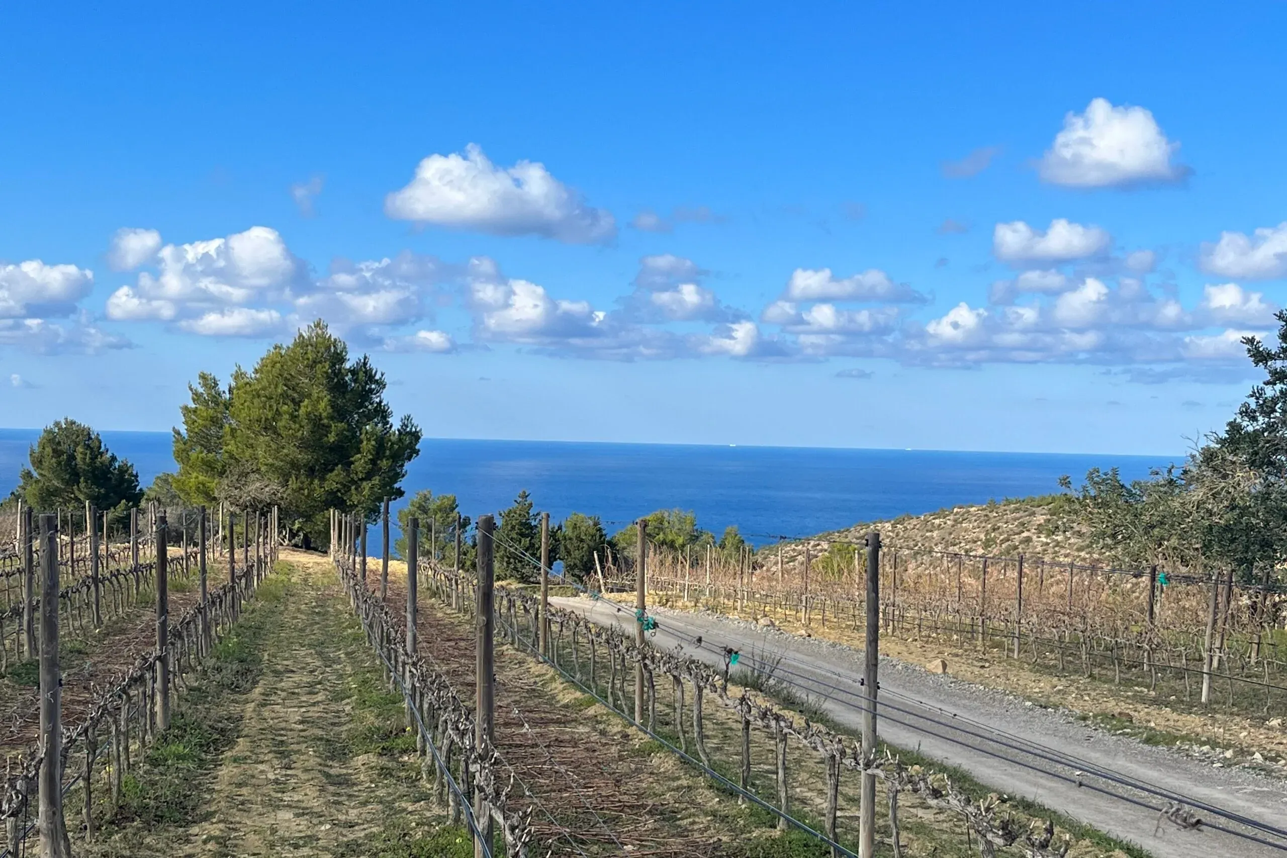 Party on Ibiza wines are rocking again