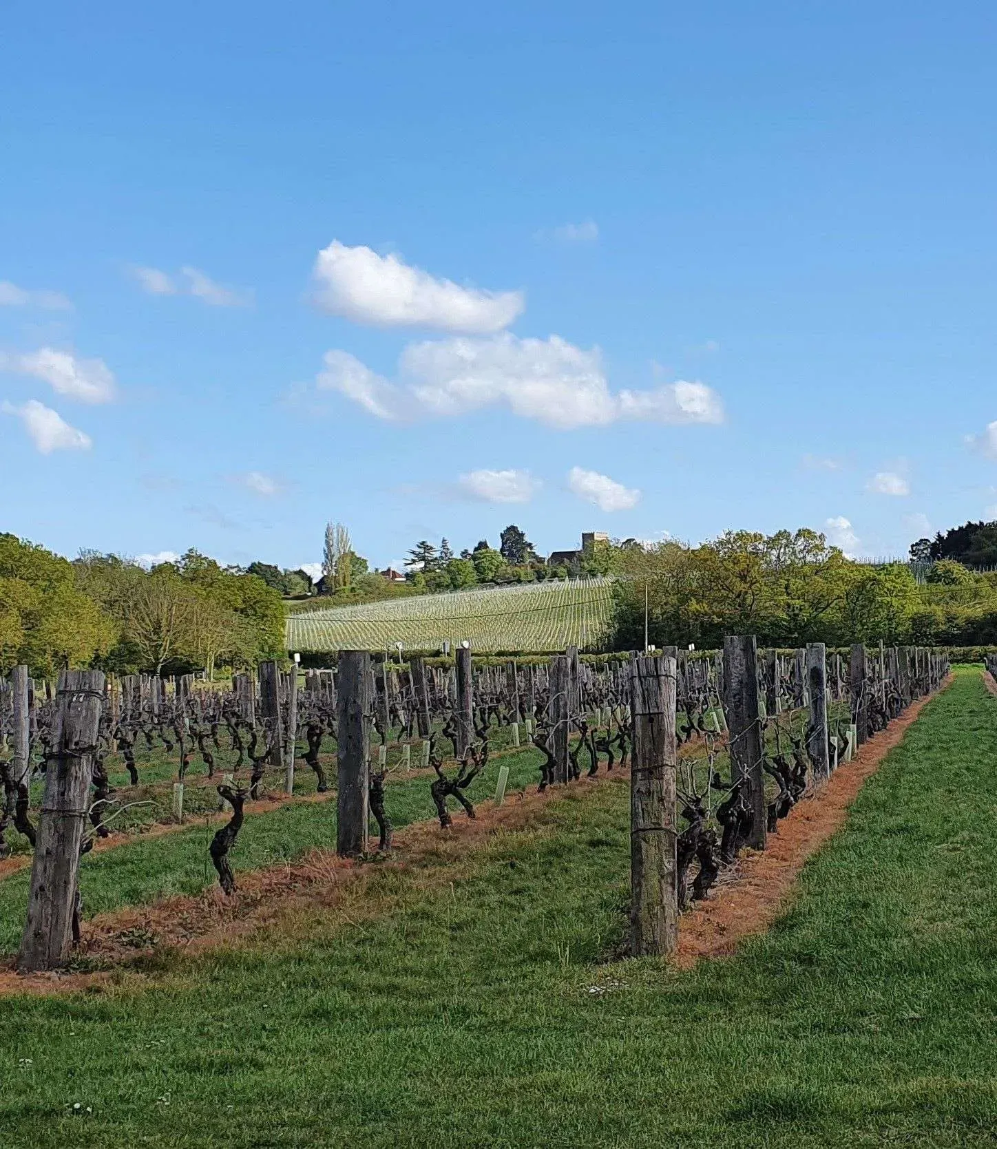 The Great British Wine Renaissance.webp