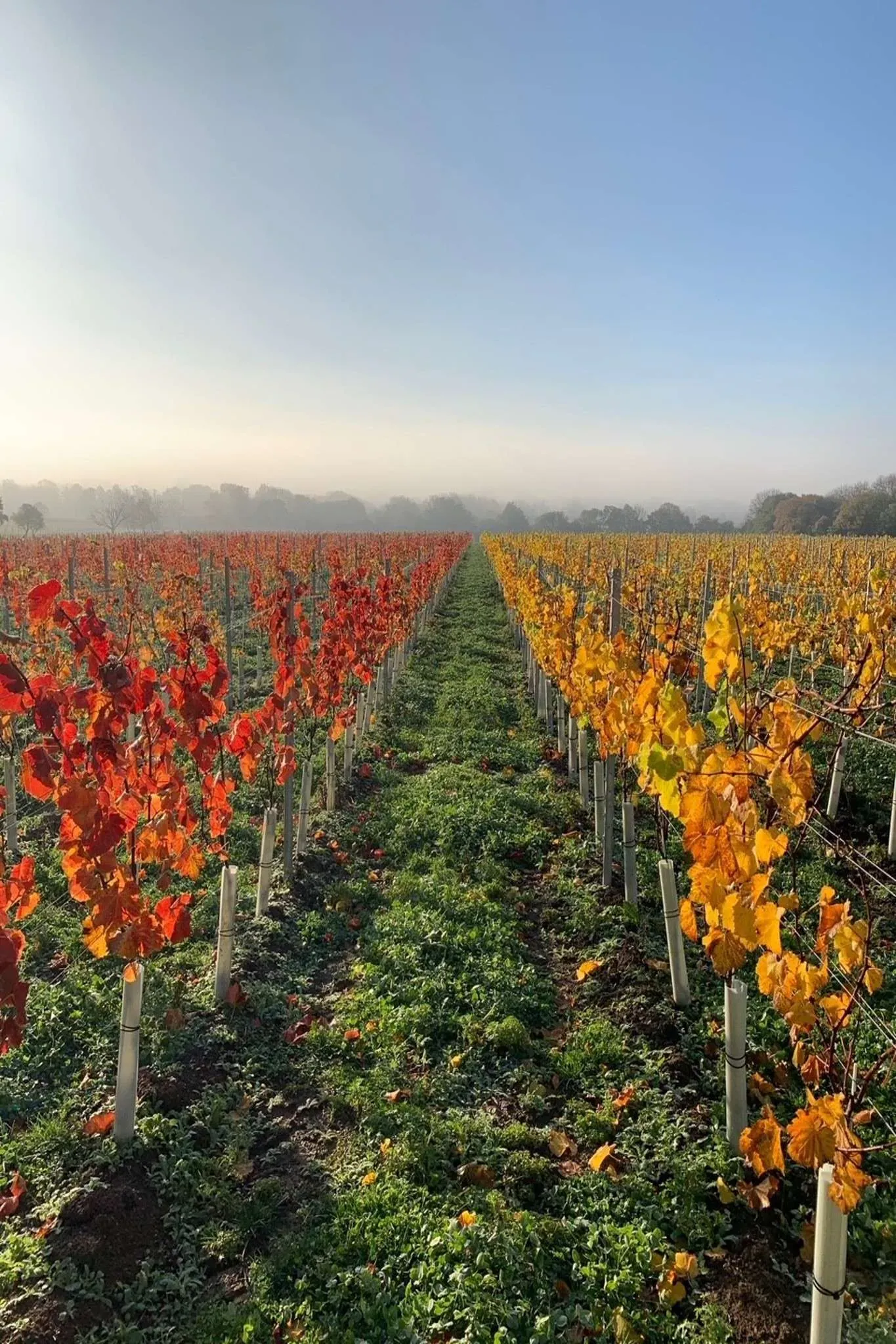 Winter-Warming-Vines-1.webp