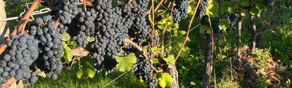 2026 Harvest: over and out…