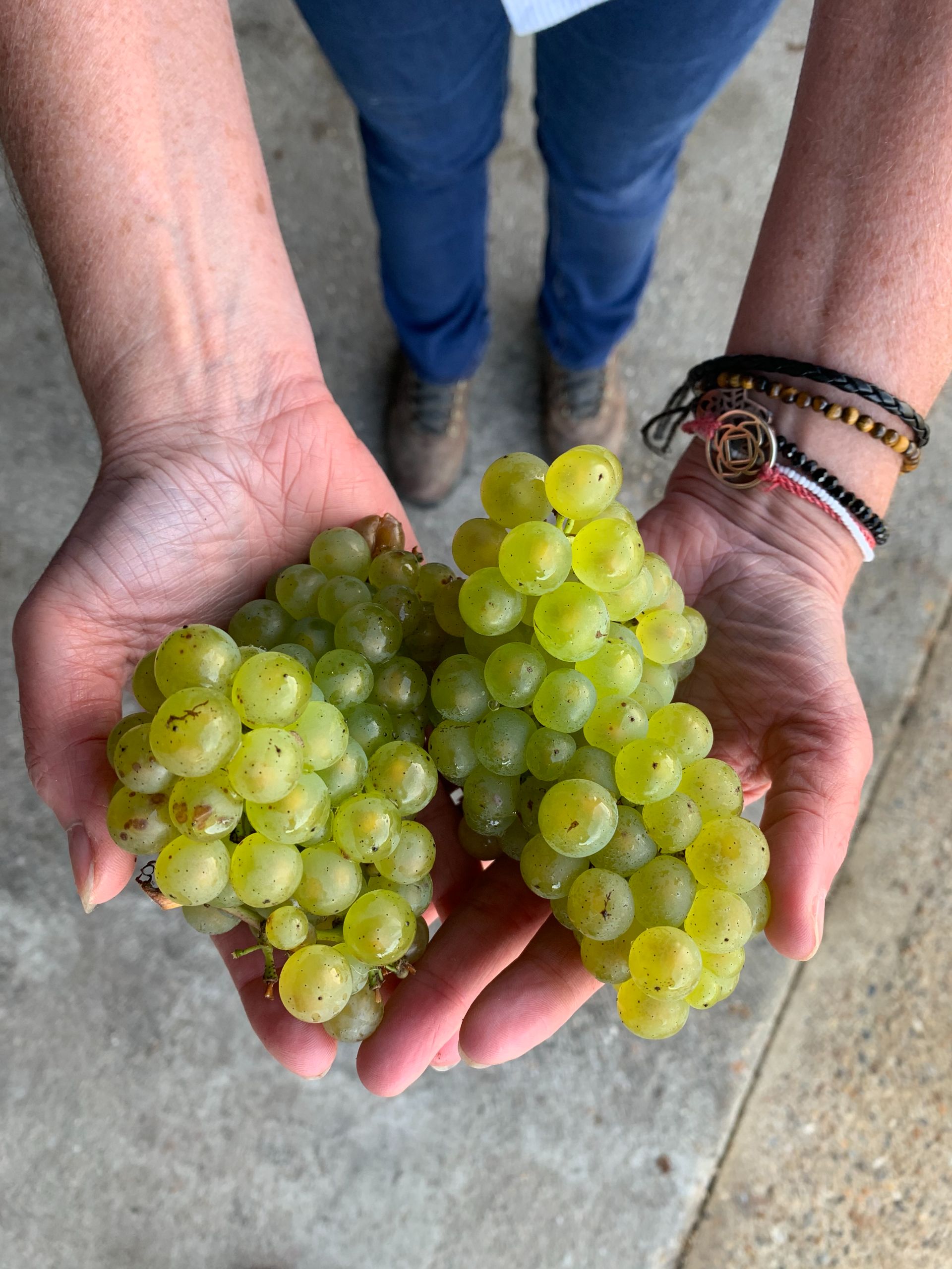 Grapes